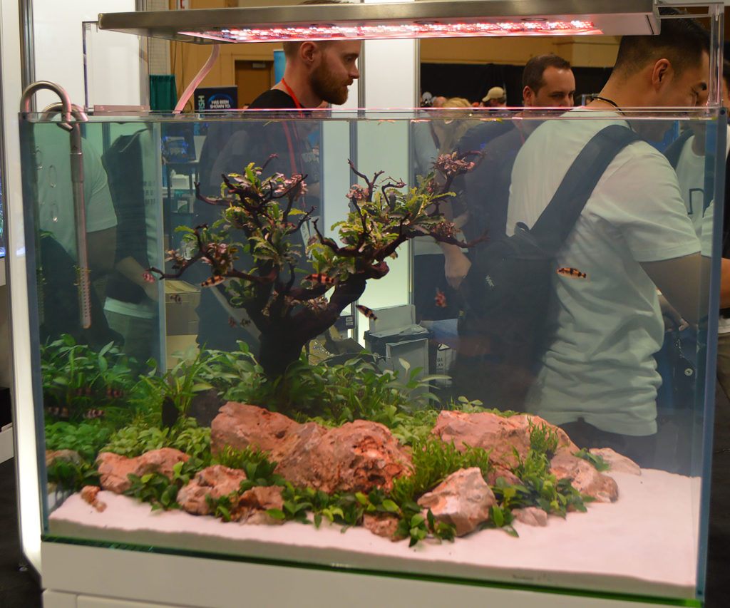 One of two tanks designed by Jeff Senske from ADG, this one featuring a shoal of Melon Barbs, Haludaria fasciata.