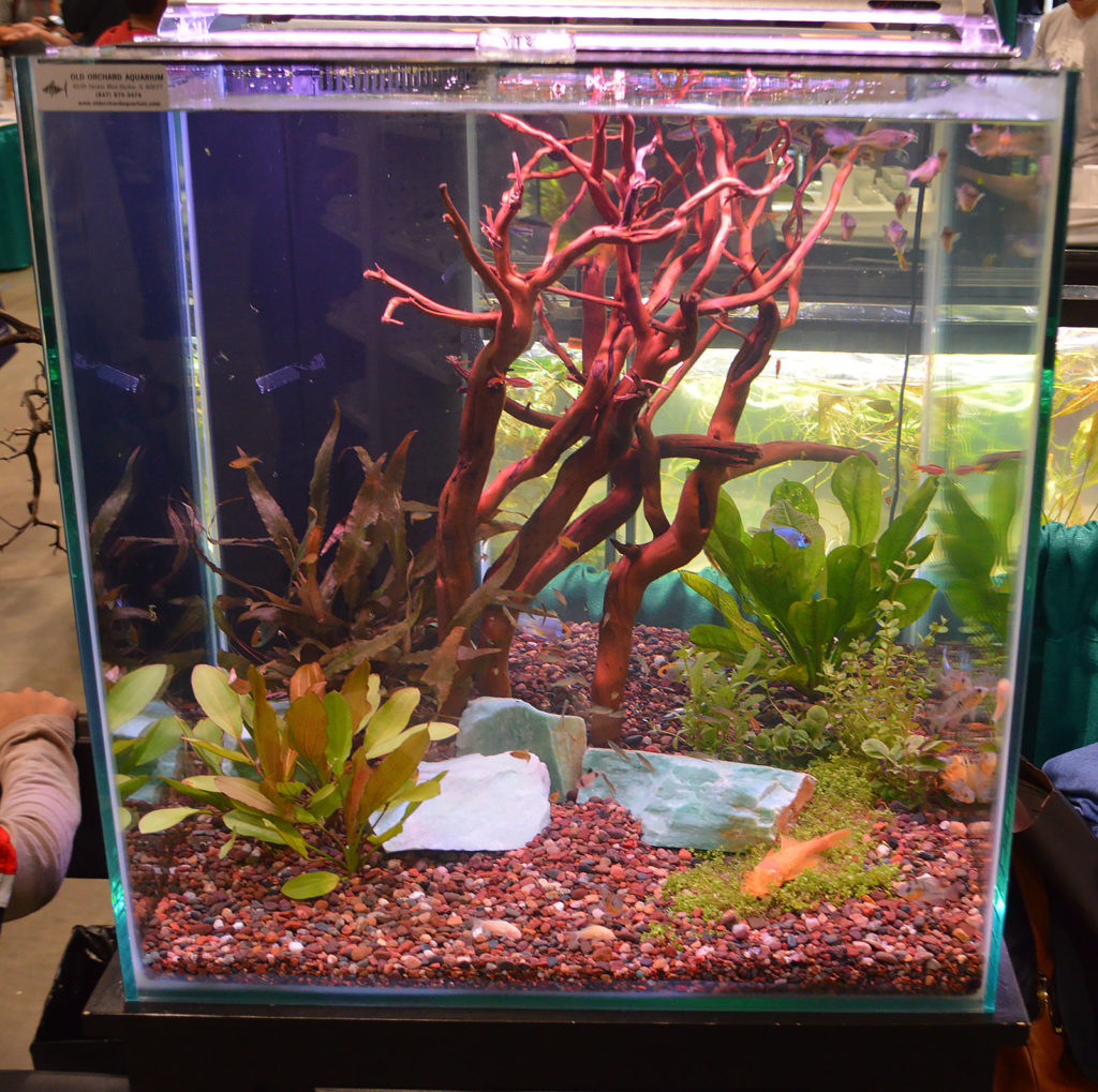 Another tank at the Aquatropic booth, this one set up by Old Orchard Aquarium.