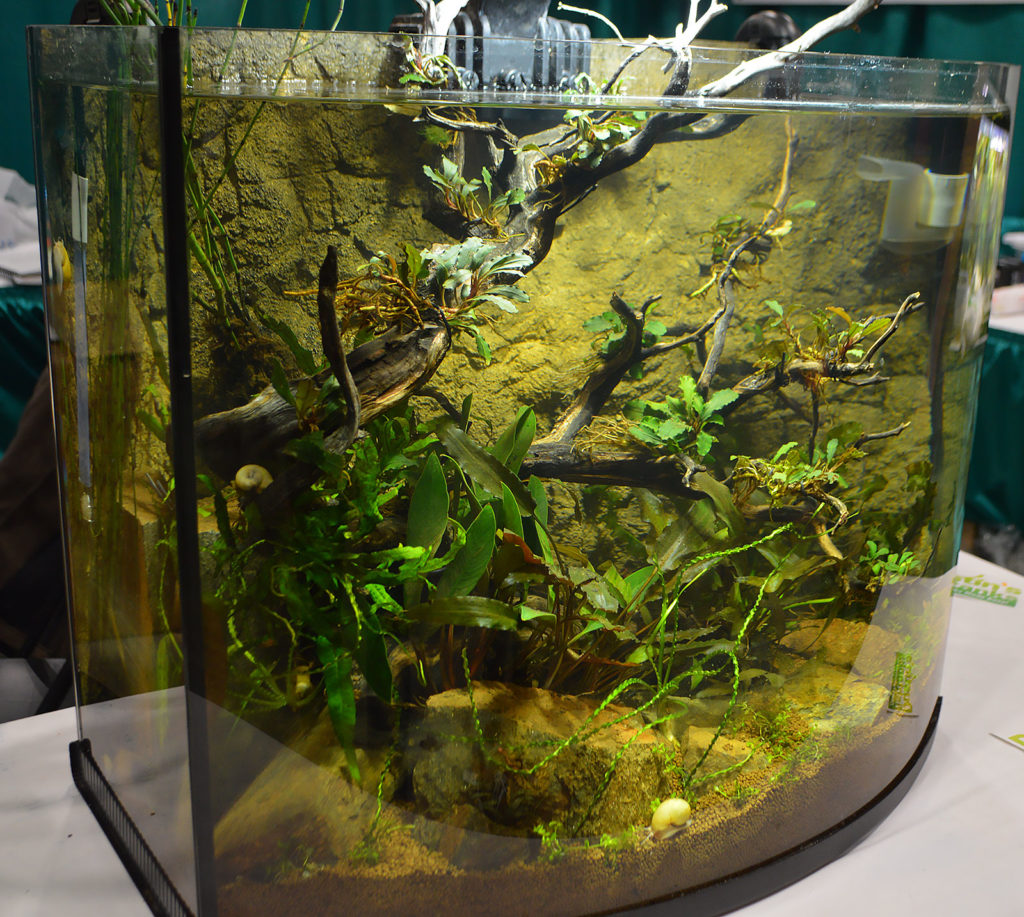 Dustin's Fishtanks had multiple aquariums on display, including this curved-front aquarium.