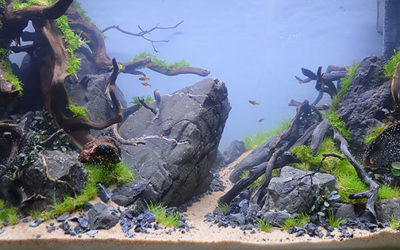 Aquascaping Live! 2016 Large Planted Tanks