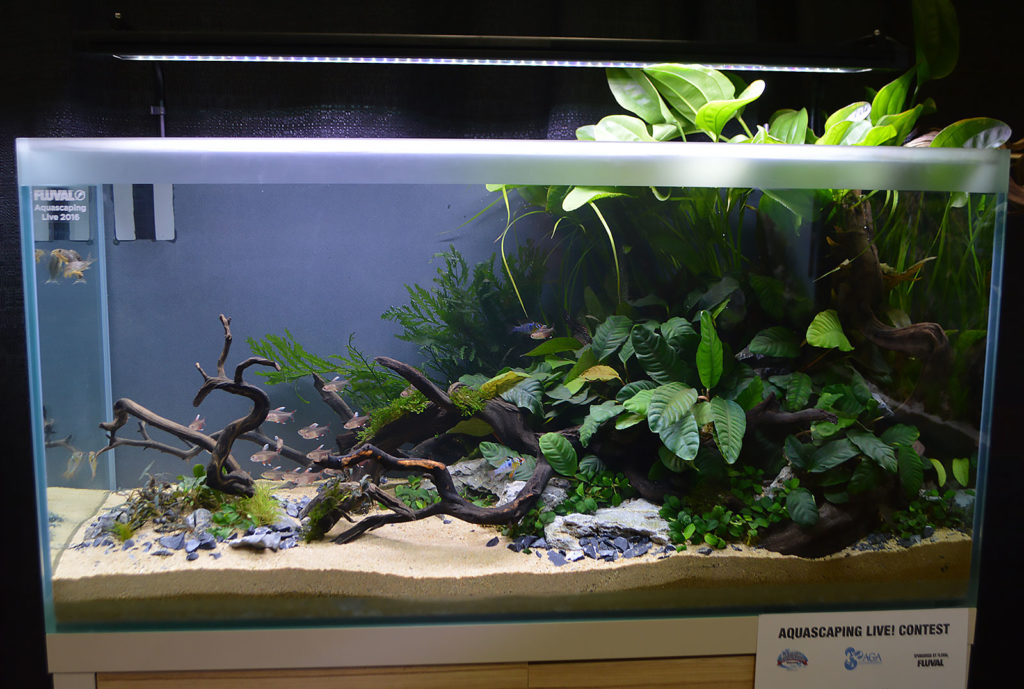 AGA Aquascaping Live 2016 Entry #3