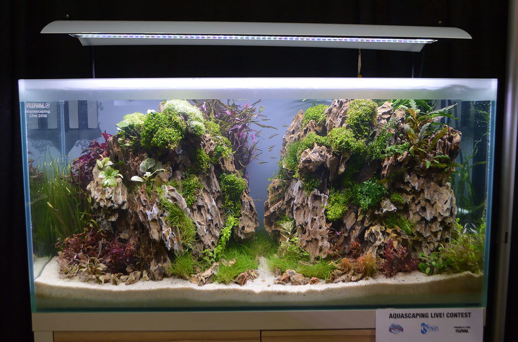 AGA Aquascaping Live 2016 Entry #4