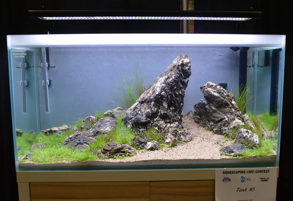 AGA Aquascaping Live 2016 Entry #5 - Second Place Award Winner