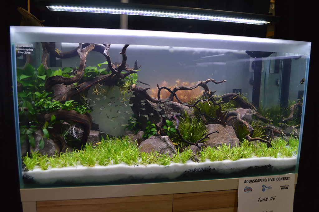 AGA Aquascaping Live 2016 Entry #6