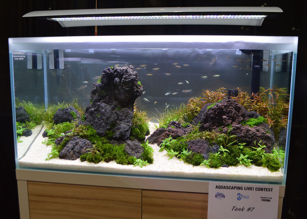 AGA Aquascaping Live 2016 Entry #7 - Third Place Award Winner