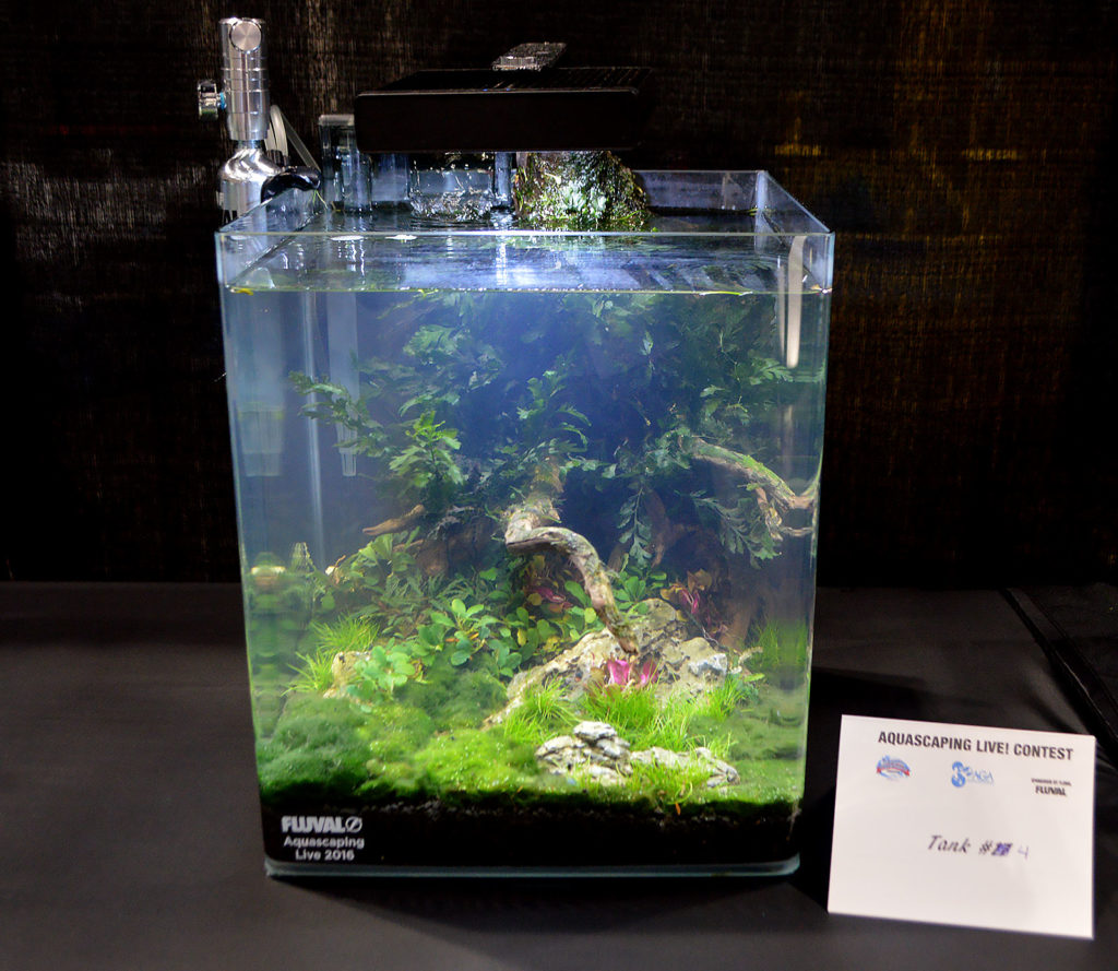 AGA Aquascaping Live 2016 Small Tank Entry #4