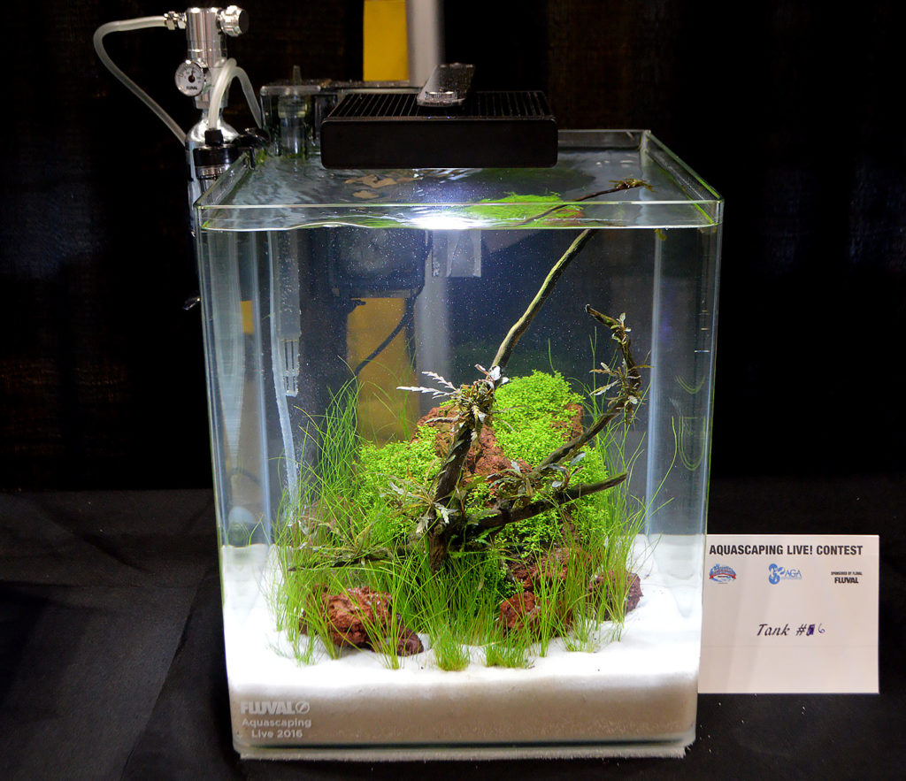 AGA Aquascaping Live 2016 Small Tank Entry #6