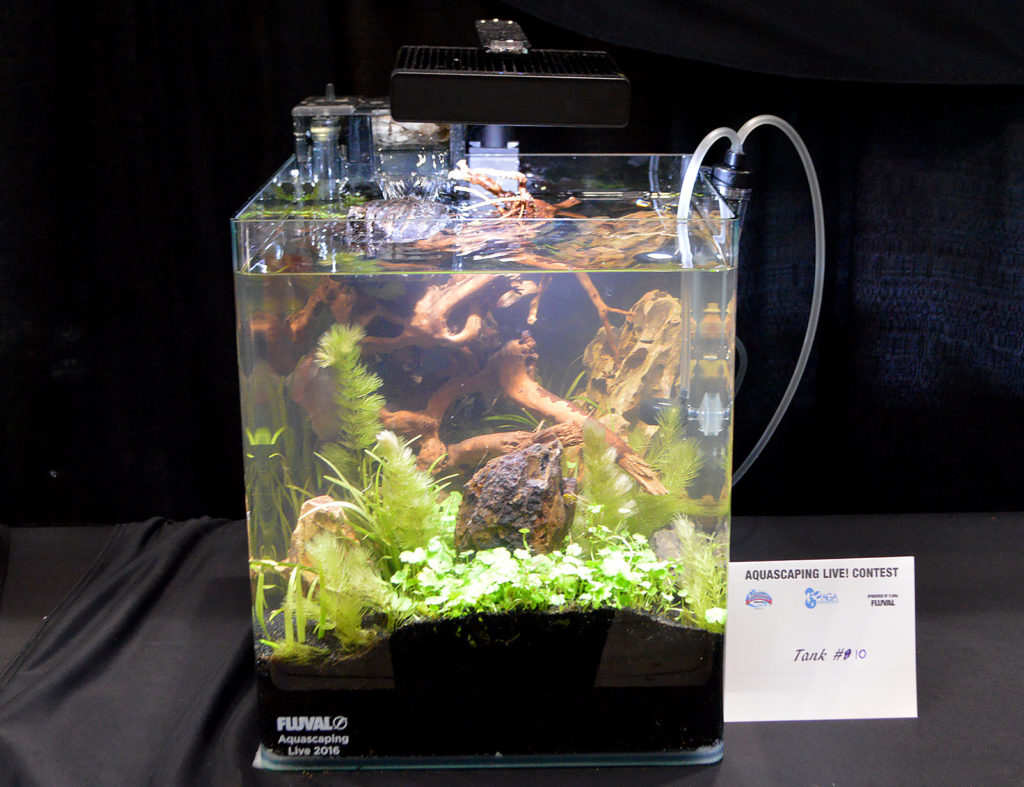 AGA Aquascaping Live 2016 Small Tank Entry #10