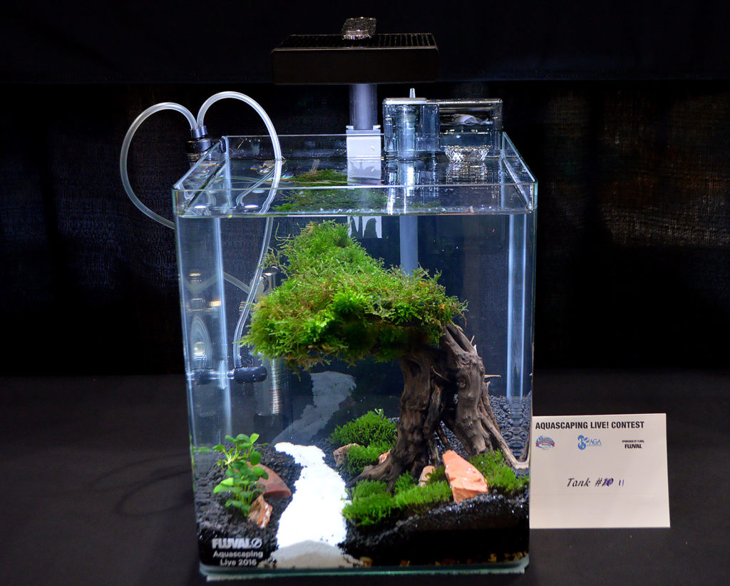 AGA Aquascaping Live 2016 Small Tank Entry #11