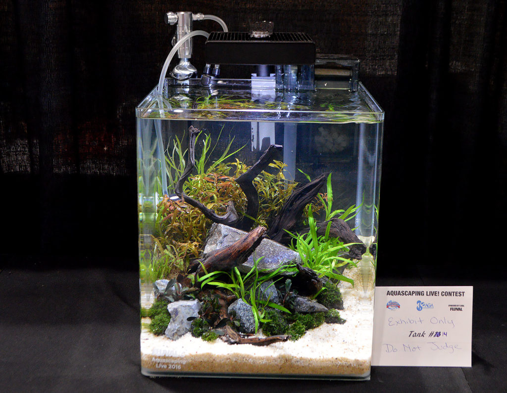 AGA Aquascaping Live 2016 Small Tank Entry #14 was noted as "Exhibit Only - Do Not Judge"