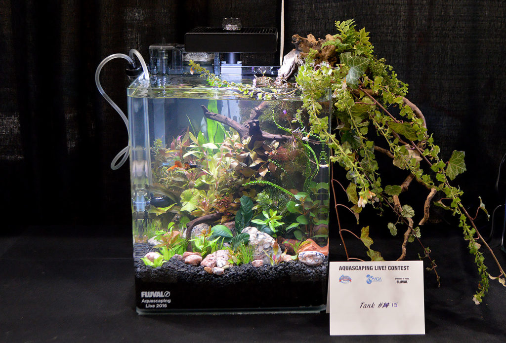 AGA Aquascaping Live 2016 Small Tank Entry #15 - Fourth Place Award Winner, by Kim Moreau-Gronewald