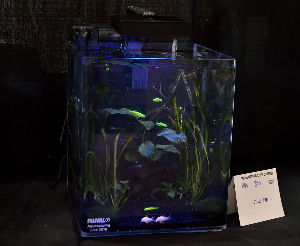 AGA Aquascaping Live 2016 Small Tank Entry #16