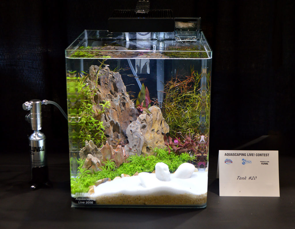 AGA Aquascaping Live 2016 Small Tank Entry #20