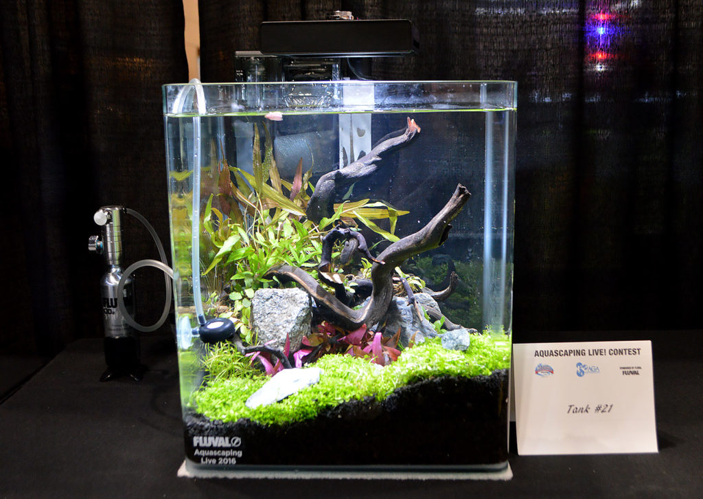 AGA Aquascaping Live 2016 Small Tank Entry #21