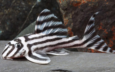 A Smuggler’s Favorite, the Zebra Pleco “L46” Receives CITES Listing