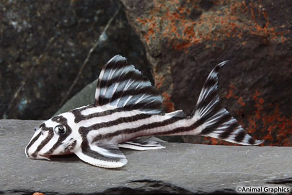 The beguiling little Zebra Pleco gains CITES protections called for by Brazil to stop illegal smuggling. Legal, aquacultured specimen shown in the Segrest Farms wholesale catalog. Image © Animal Graphics, courtesy Segrest Farms.