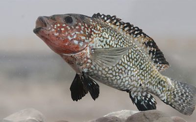 Giving Thanks for a New Iranian Cichlid Species