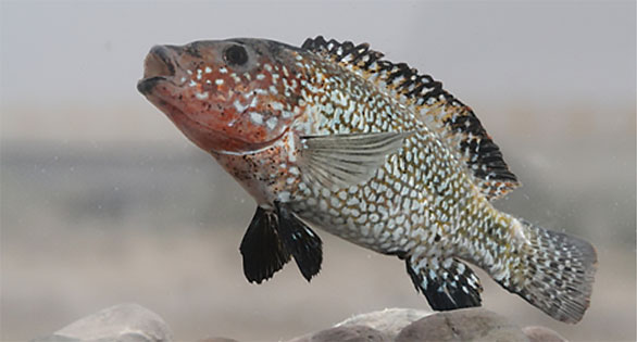 Giving Thanks for a New Iranian Cichlid Species