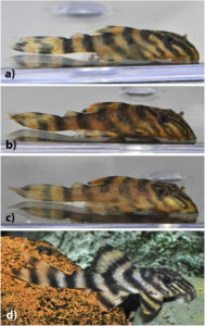 Fig 4. Juvenile Panaqolus tankei. Estimated standard lengths: (a) 14.5 mm, (b) 19.8 mm, (c) 21.4 mm, and (d) 30.0 mm (photos by I. Seidel).