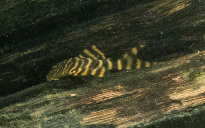 New Tiger Pleco—Panaqolus tankei—Described