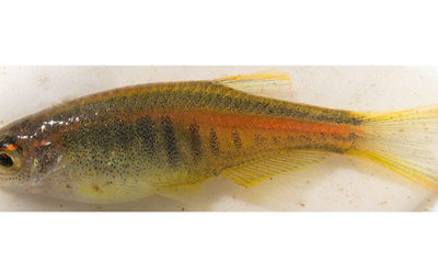 New Species of Glowlight Danio, Danio htamanthinus, Described