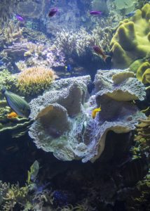 A massive Tridacna clam dominates the layout in this reef tank