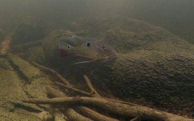 Biotope Video: Cichlid Heaven in the Lower Rio Negro