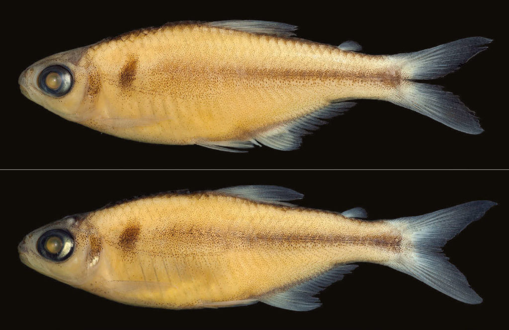 Phallobrycon synarmacanthus; Brazil: Pará: Senador José Porfírio, rio Bacajaí; a, MZUSP 118815, holotype, 31.3 mm SL, adult male; b, MZUSP 118816, paratype, 30.1 mm SL, adult female