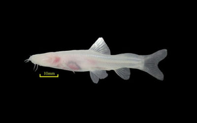 New Fish Species Only YOU Could Love #2: Leptobotia, Tetragonopterus, Oreonectes