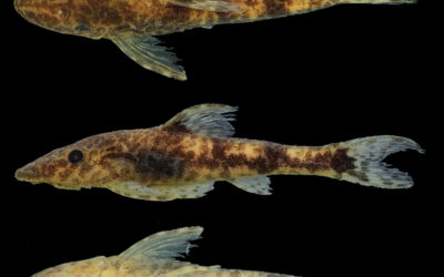 New Fish Species Only YOU Could Love #1: Parotocinclus, Garra, Phallobrycon