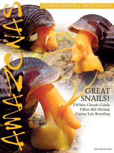 GREAT SNAILS - the July/August 2013 issue of AMAZONAS Magazine