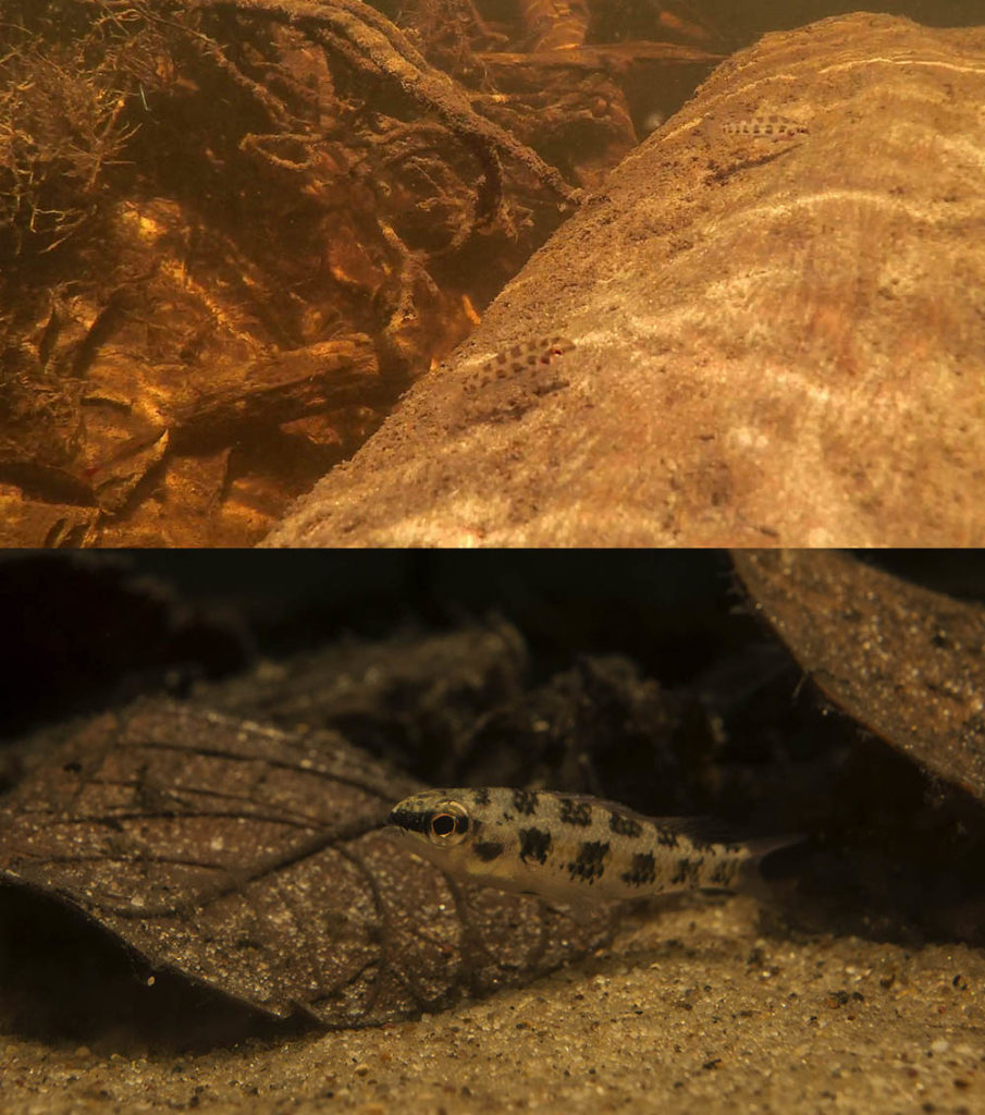 Another wild/aquarium comparison with checkerboard cichlids. The use of botanicals like leaf litter can promote natural behaviors in many fish species