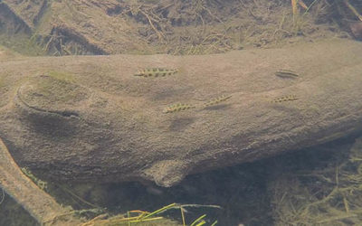 Biotope Video: Clearwater Creeks on the Lower Tapajós