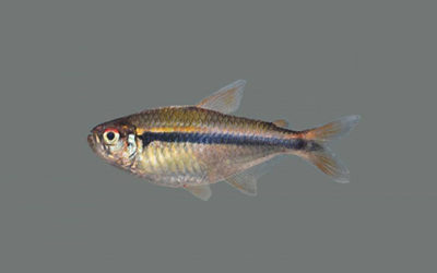 New Tetra Species: Hyphessobrycon petricolus