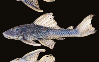 New Fish Species Only YOU Could Love #4: Hypostomus, Cobitis, Eigenmannia