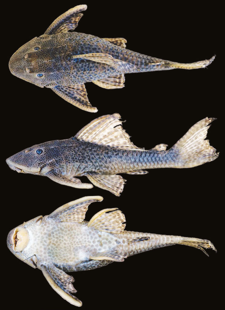 Hypostomus formosae, MACN Ict 9720, holotype, 177 mm SL; Argentina: Paraguay River drainage. Dorsal, lateral, and ventral views. (Photographs by Yamila P. Cardoso).