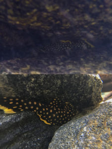 L177 Gold Nugget Pleco in the wild (top) and in the aquarium (bottom). Keeping these fish in a setup similar to their wild habitat has made them significantly less shy