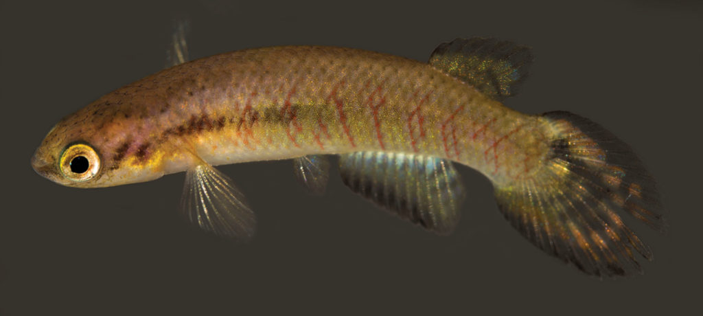 Melanorivulus regularis, female paratype.