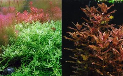 Culturing a More Diverse Planted Aquarium