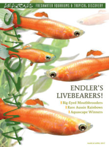 It's in the mail: cover of AMAZONAS Magazine, Volume 6, Number 2, ENDLER'S LIVEBEARERS! On the cover: “Red Scarlet” Endlers: Poecilia wingei x P. reticulata hybrids, by Hans-Georg Evers.