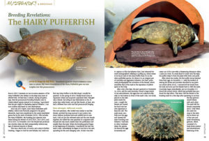 Breeding the Hairy Pufferfish (Pao baileyi) is a remarkable feat, and author Ralf Britz returns with fresh insights that at times contradicted his initial observations a few years prior.