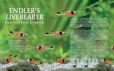 AMAZONAS “ENDLER’S LIVEBEARERS!” Issue: Inside Look