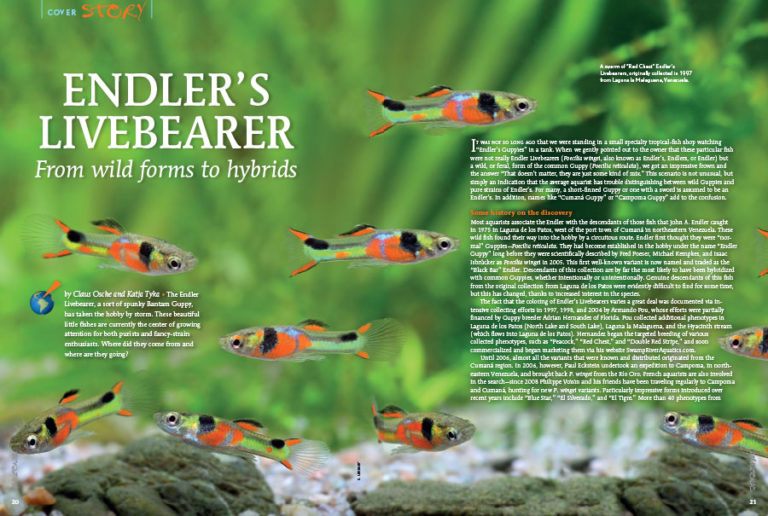 AMAZONAS “ENDLER'S LIVEBEARERS!” Issue: Inside Look - AMAZONAS Magazine