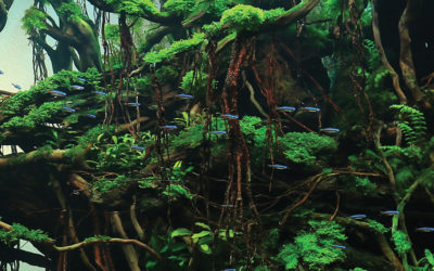 Unbounded Passions: AGA Aquascape Winners 2016