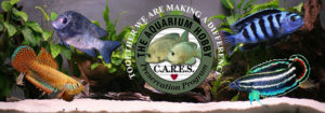 The CARES Program is dedicated to preserving at-risk fish in the hobby through captive breeding