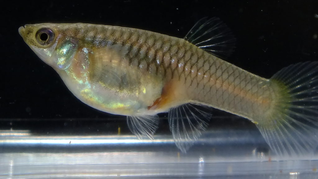 Feral Guppies Thrive in New Mexico's McCauley Hot Springs - AMAZONAS ...