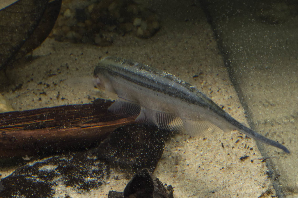 When not completely buried in the substrate, these fish are often seen in the above pose, digging through sand in search for insect larvae and crustaceans which makes up the bulk of their diet in the wild