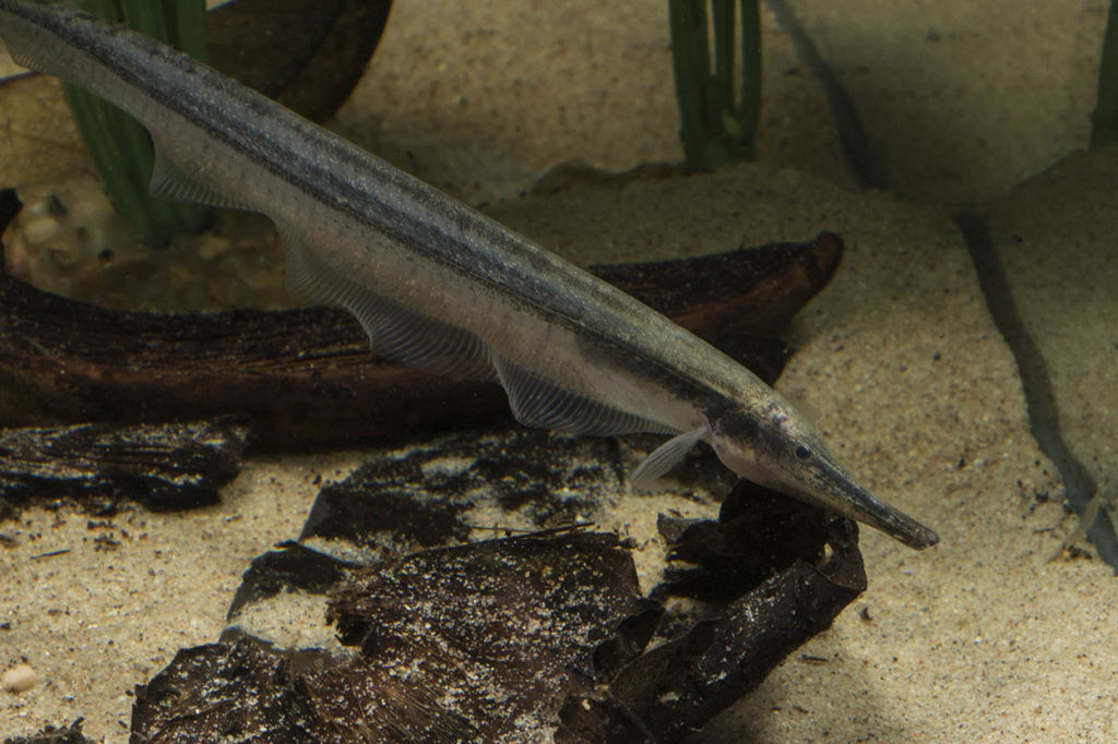 The elongated snout allows the Thermometer Knifefish to root through fine substrate and detritus for food