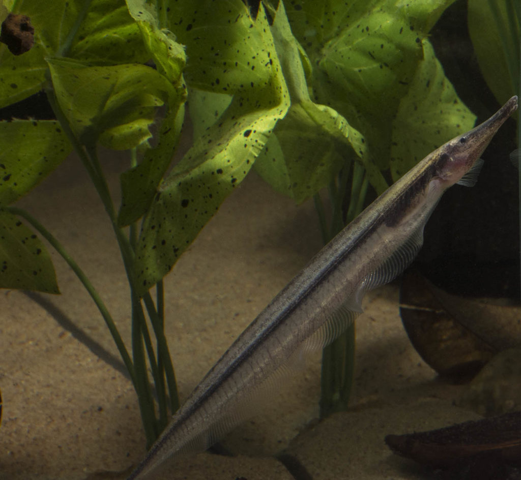 Like most knifefish, G. rondoni can easily swim forward and backward and often swims with a vertical (either head up or head down) orientation