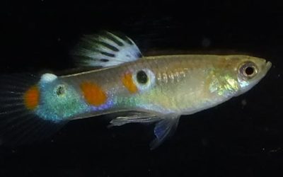 Feral Guppies Thrive in New Mexico’s McCauley Hot Springs